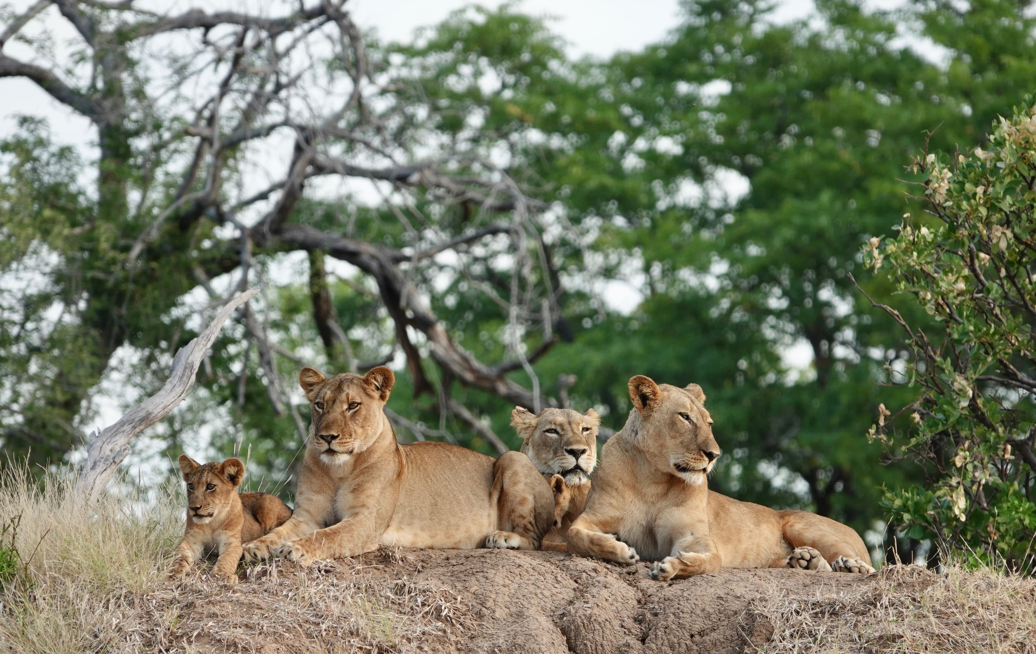 Female lions with their young cubs in Mana Pools Zimbabwe