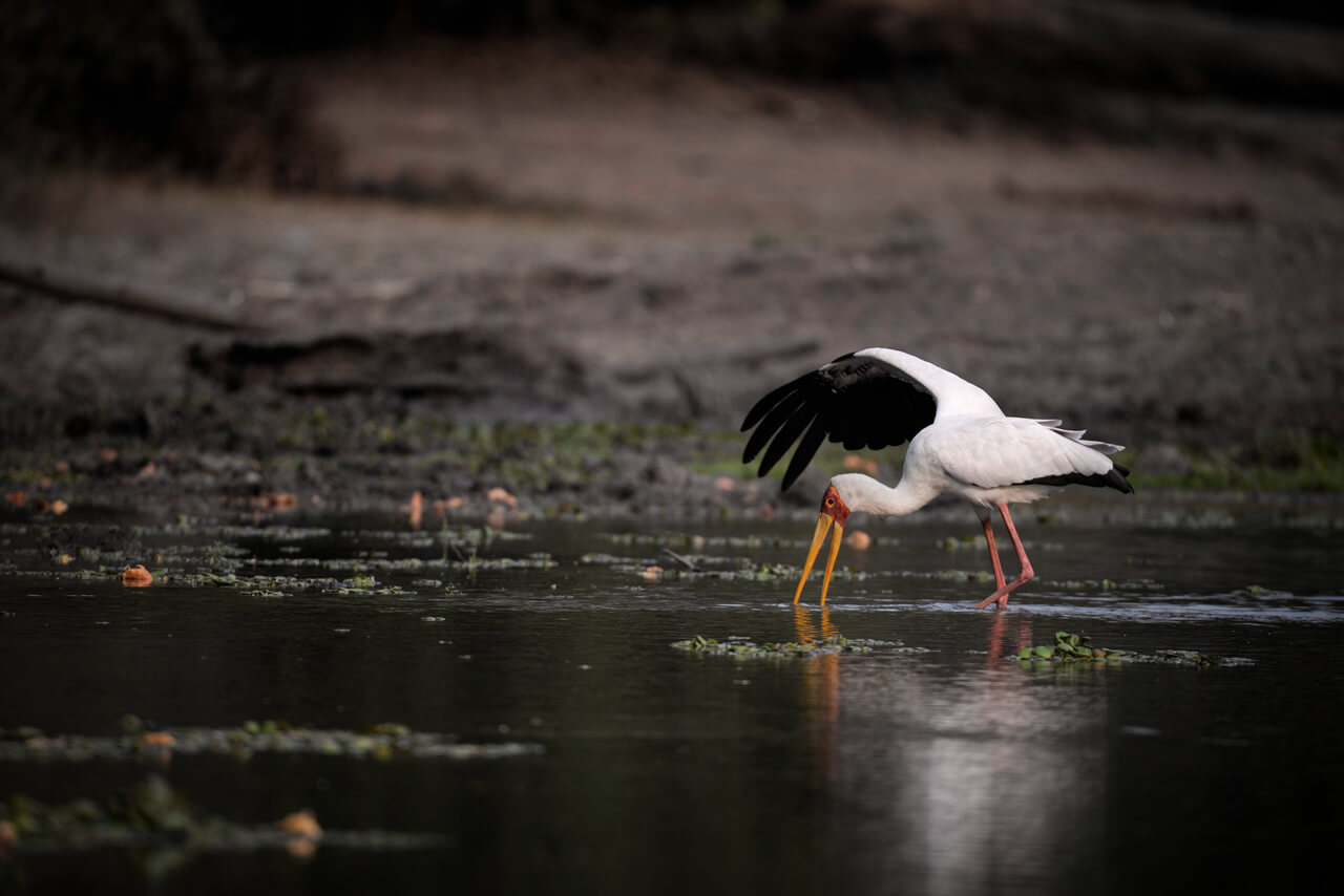 Stork seen standing feeding in the water in Zimbabwe
