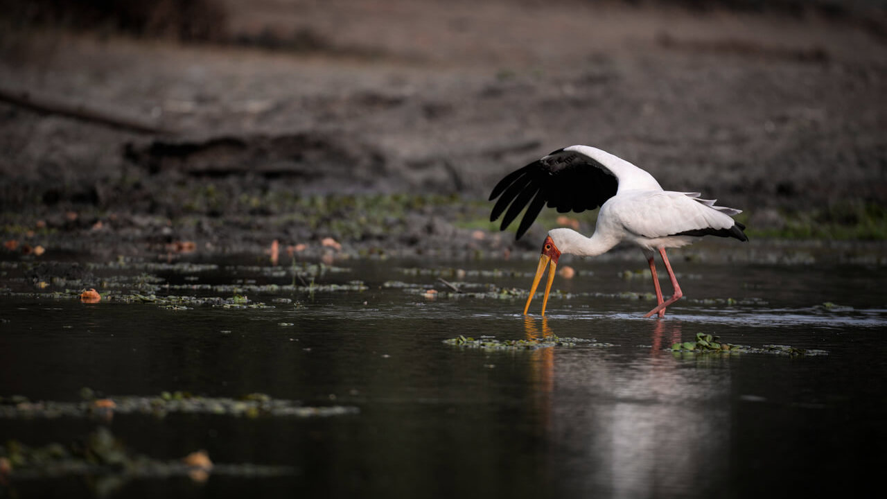 Stork seen standing feeding in the water in Zimbabwe