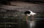 Stork seen standing feeding in the water in Zimbabwe
