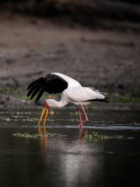 Stork seen standing feeding in the water in Zimbabwe
