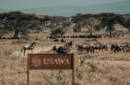 Wilderness Usawa signage in the Serengeti Tanzania