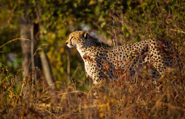 Cheetah standing in the long grass at dusk.