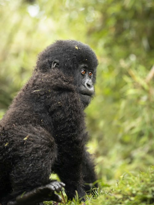 Wilderness Bisate Rwanda Wildlife Gorilla