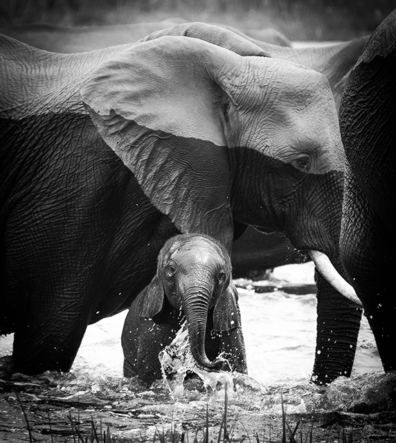 Wilderness Botswana Linyanti Wildlife Elephant
