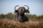 African Buffalo closeup full frontal display of horns Wilderness Mara Kenya