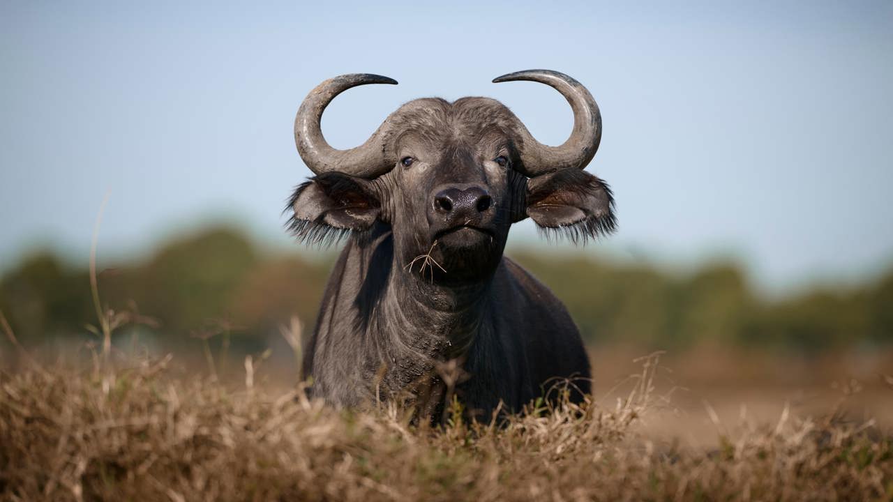 African Buffalo closeup full frontal display of horns Wilderness Mara Kenya