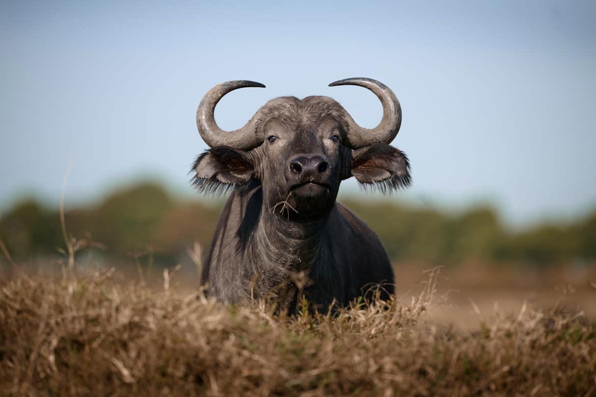 African Buffalo closeup full frontal display of horns Wilderness Mara Kenya