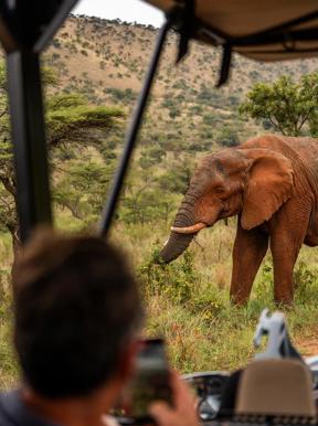 A habituated elephant grazing near a game drive vehicle