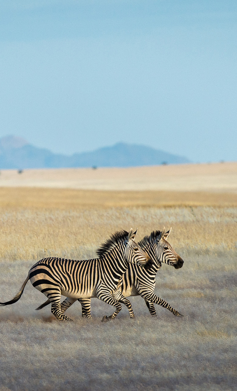 Wilderness Serra Cafema Namibia Wildlife Zebra