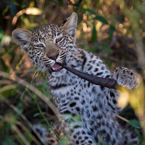 Leopard Cub Wilderness Botswana Wildlife 