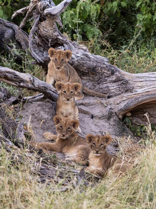 Four fluffy lion cubs sitting together on a dead tree, showcasing predator sighting at Chitabe, Okavango Delta, Botswana.