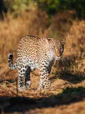 Leopard walking in the bush at Chitabe Lediba