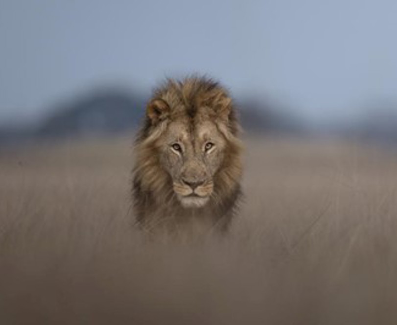 Lion CloseUp