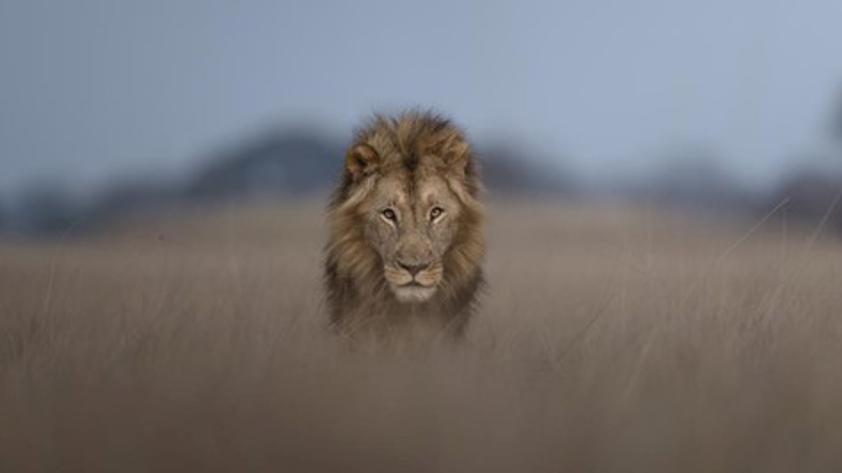 Lion CloseUp