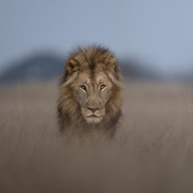 Lion CloseUp