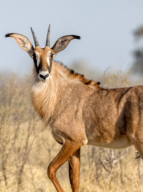 Wilderness Linyanti Tented Camp Botswana Wildlife Roan