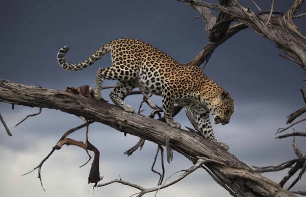 Leopard on a dead tree Wilderness Botswana