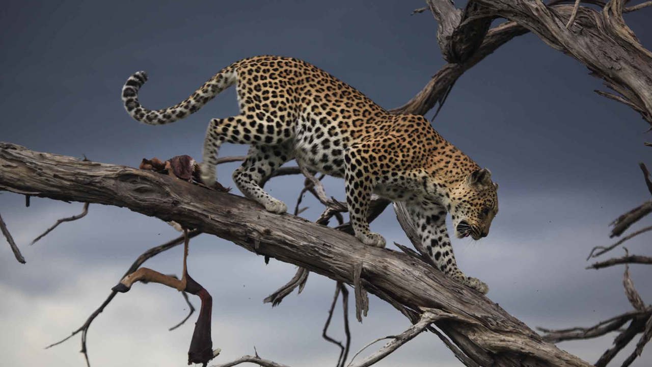 Leopard on a dead tree Wilderness Botswana